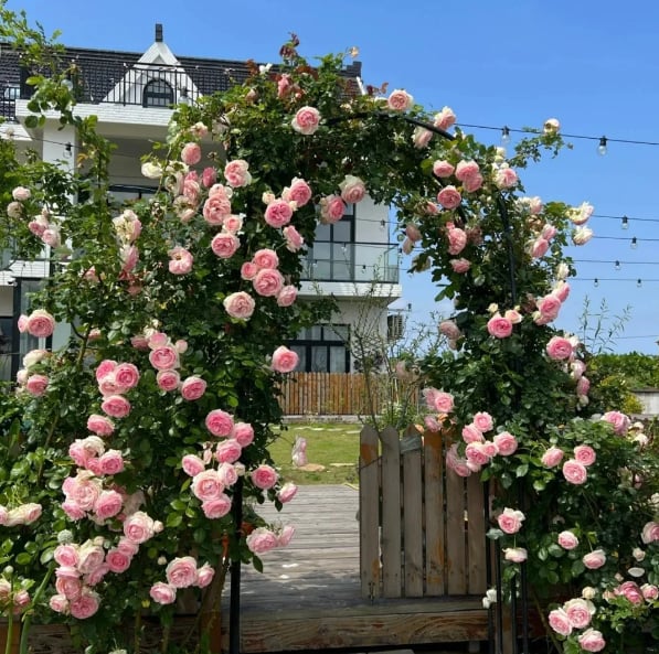 🌹300 Pcs Rare Rose Flower Seeds