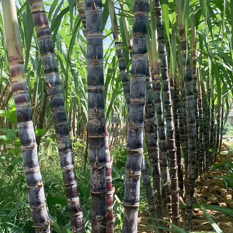 🌱 Grow Your Own Sugarcane – High Germination Seeds