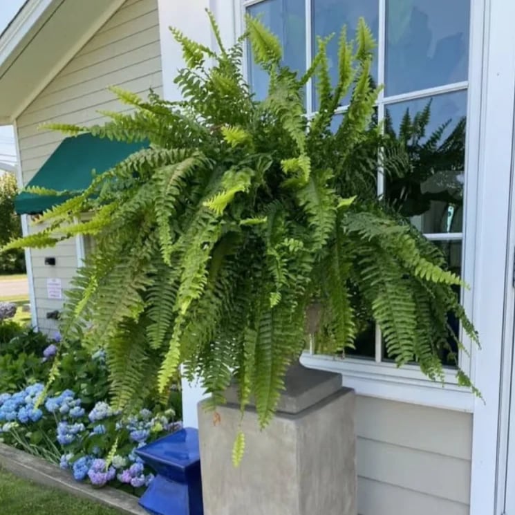 🌿UV Resistant Lifelike Artificial Boston Fern