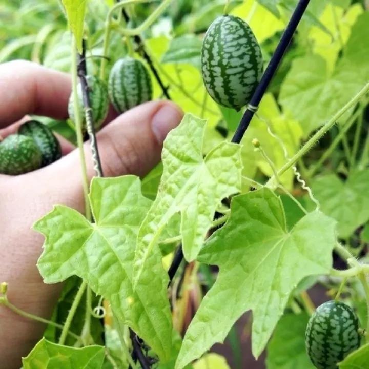 RARE SEEDS THUMB WATERMELON SEEDS