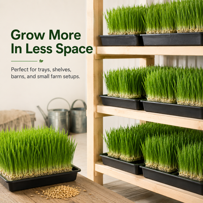 Hydroponic Barley Fodder Seeds for Fresh Green Feed