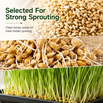 Hydroponic Barley Fodder Seeds for Fresh Green Feed