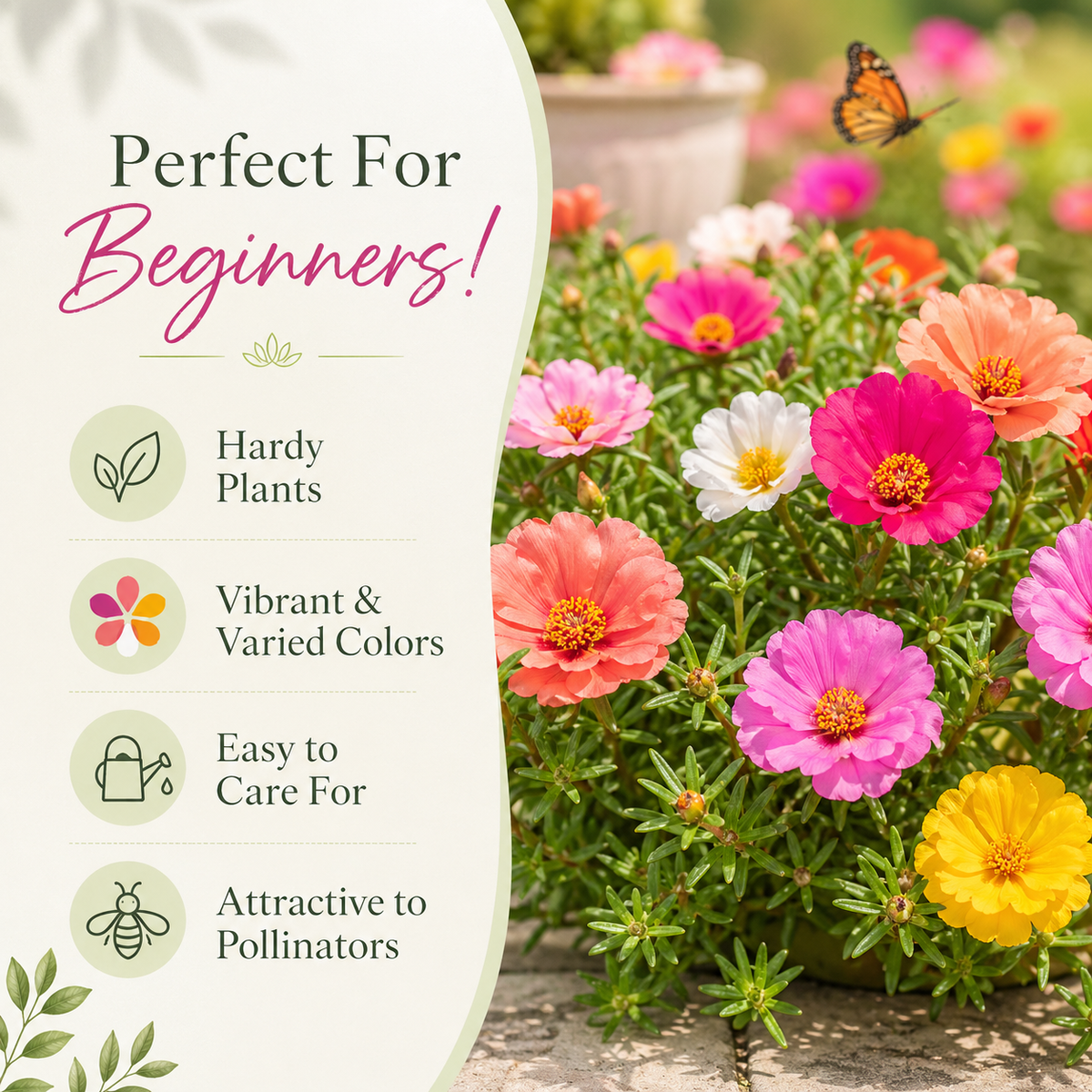 🌸Portulaca Flower Seeds