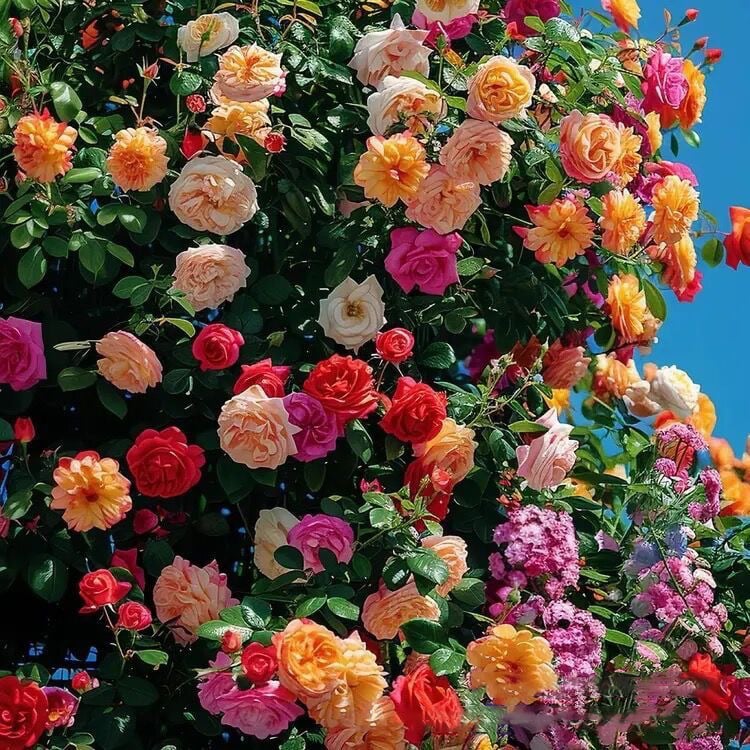 🌹300 Pcs Rare Rose Flower Seeds