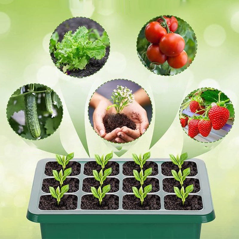 🔥Seed Starter Trays with Grow Light